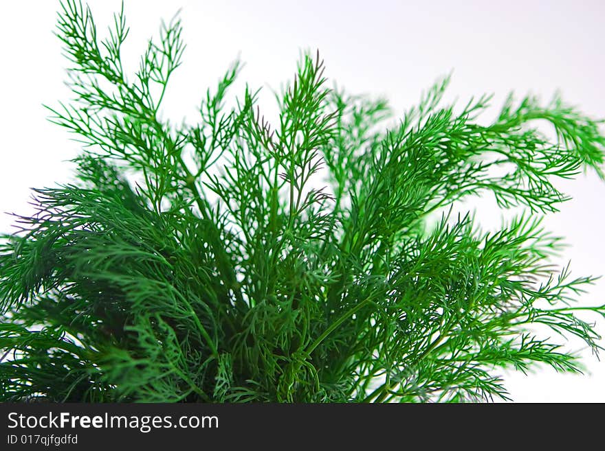 Bunch of dill on white background