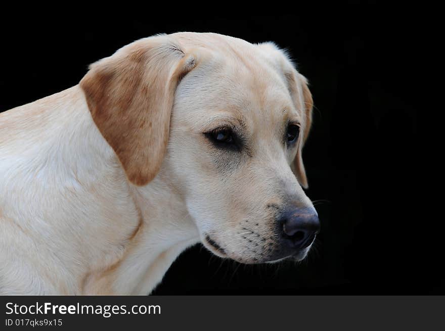 Cute yellow labrador on a black background