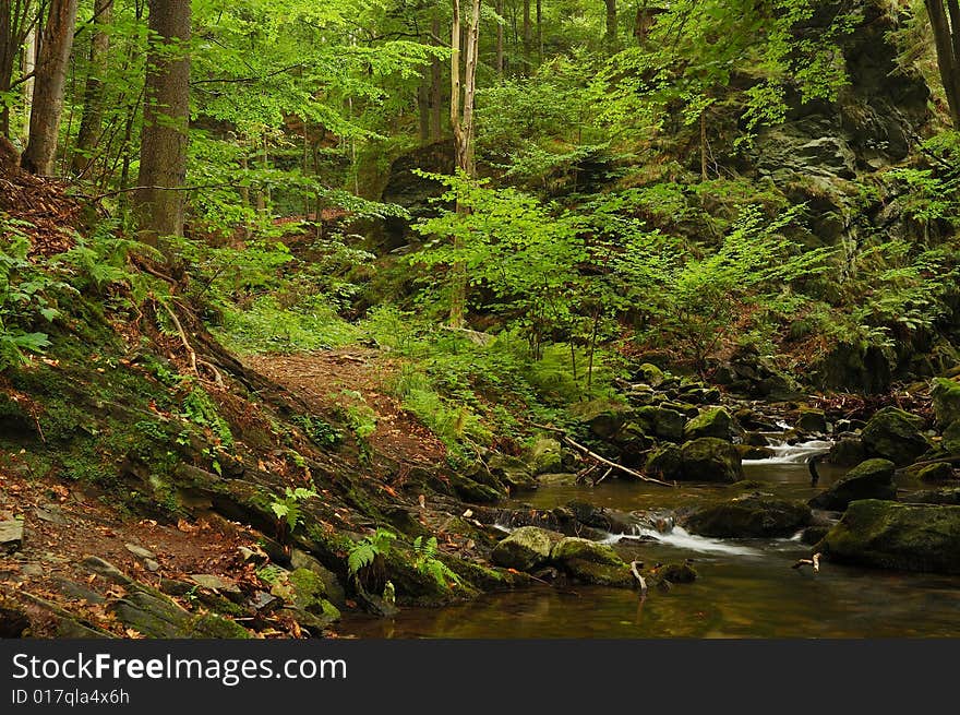 Virgin forest during late summer.