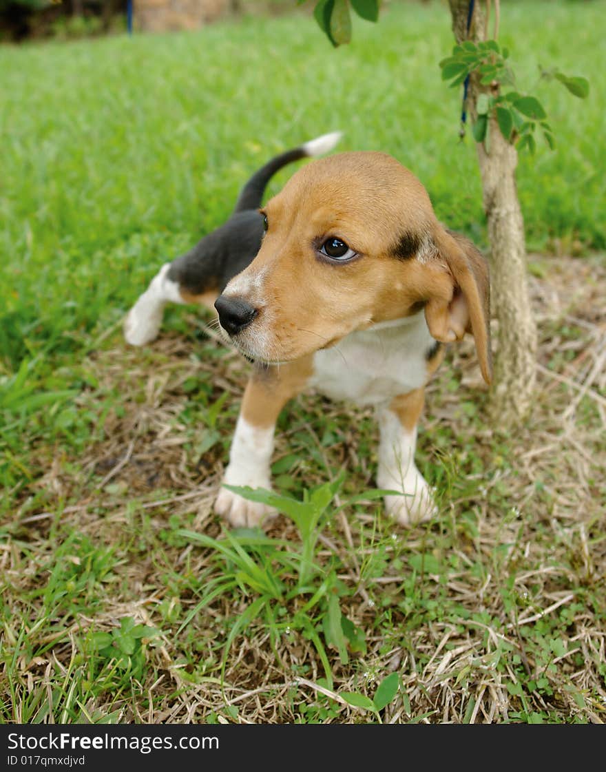 Pure breed beagle puppy standing in the grass