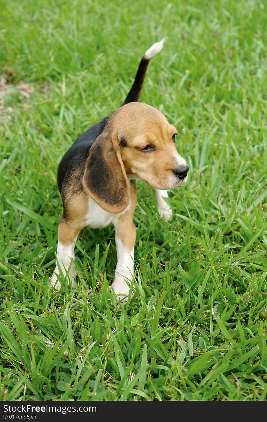 Beagle puppy 2