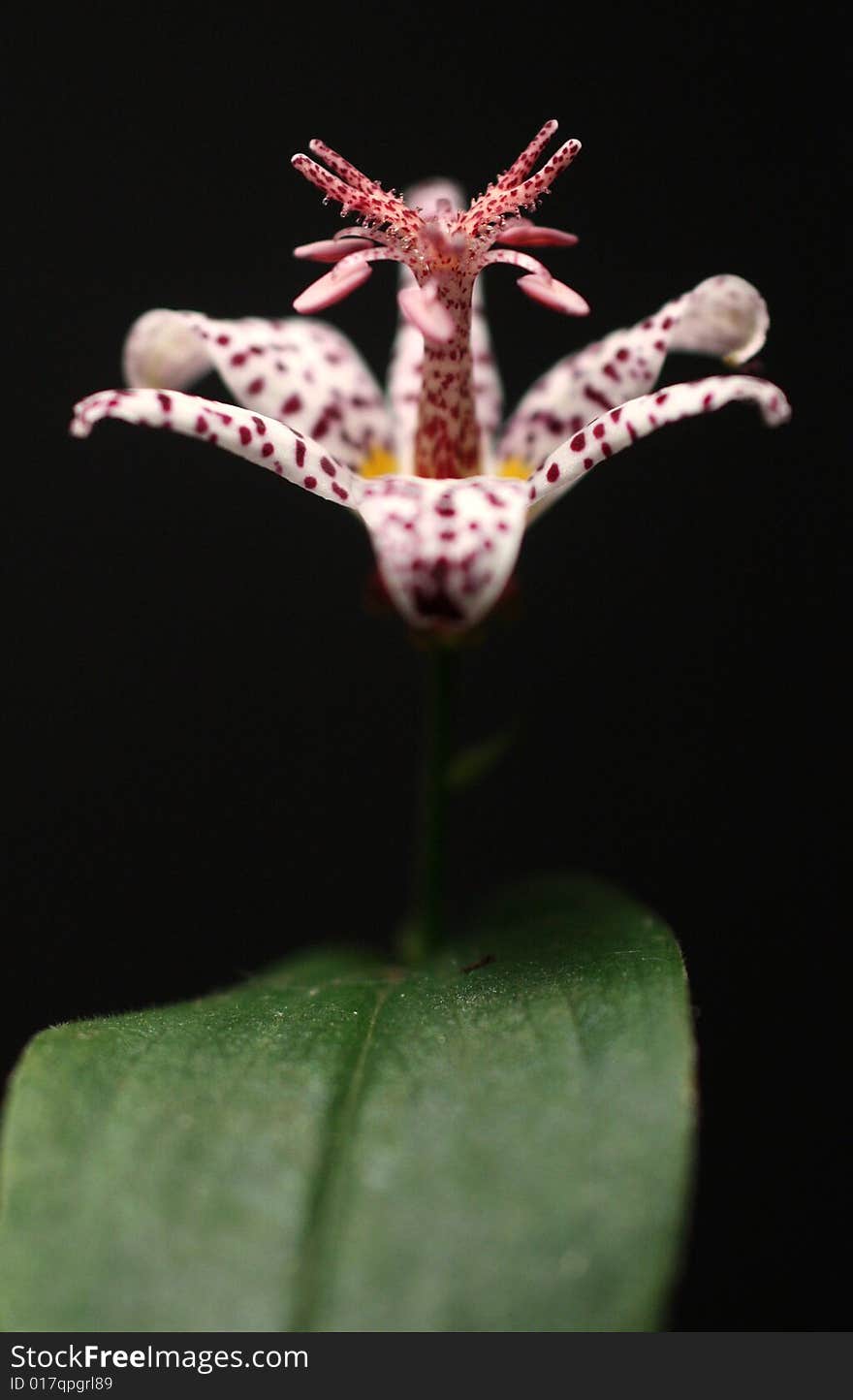 Photo of a toad lily against a black background.