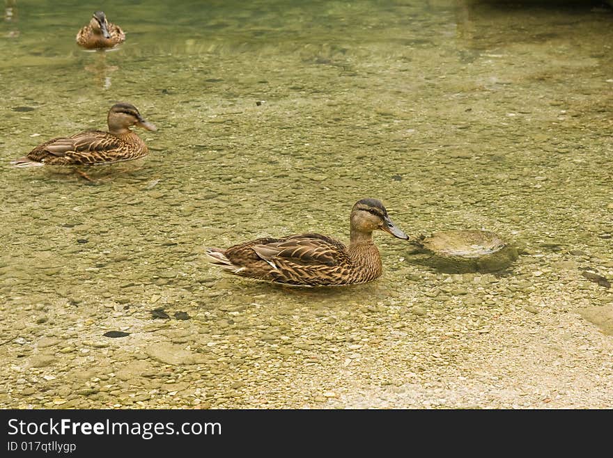 Ducks on the clear lake. Ducks on the clear lake