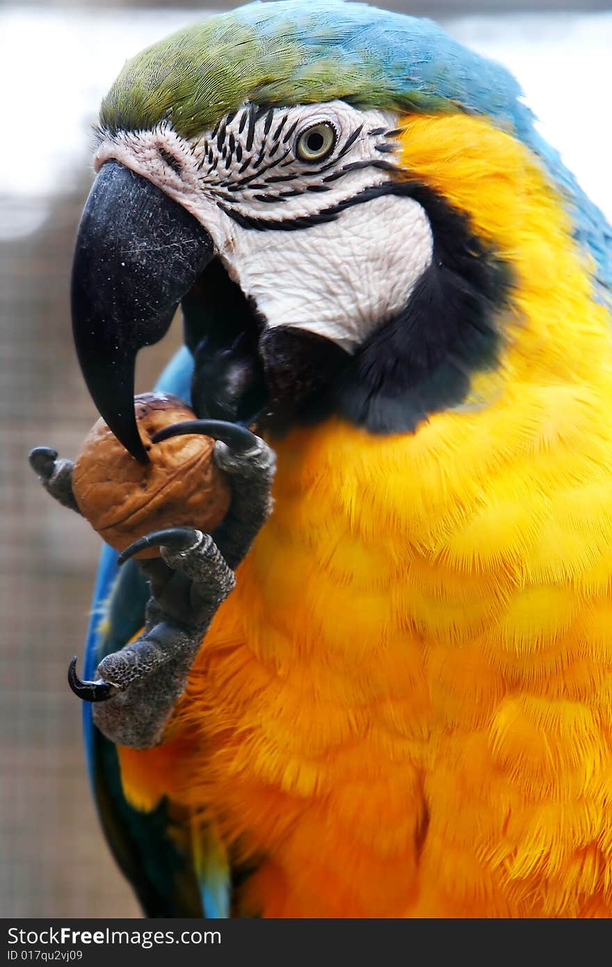 Macaw eating walnut