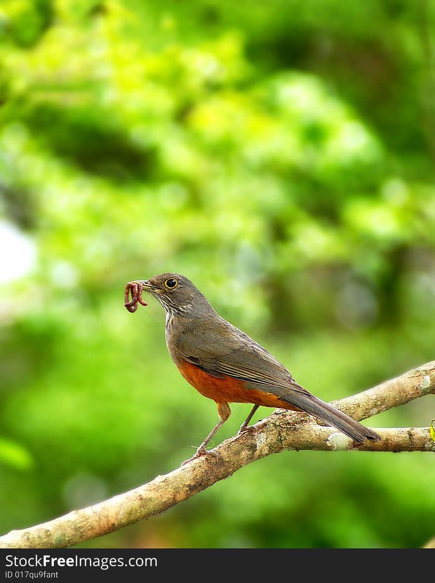 A colorful small bird with food in her mouth. A colorful small bird with food in her mouth