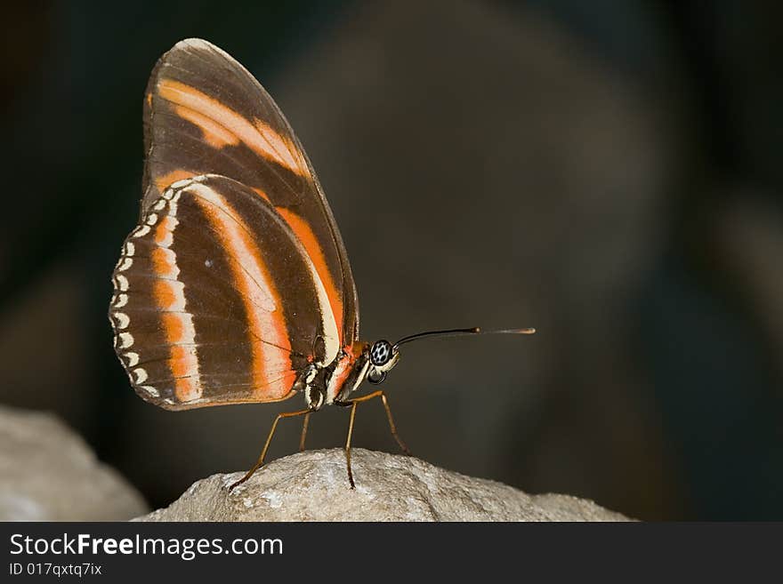 Butterfly in a tropical garden