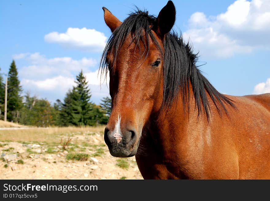 Lazy brown farm horse portret