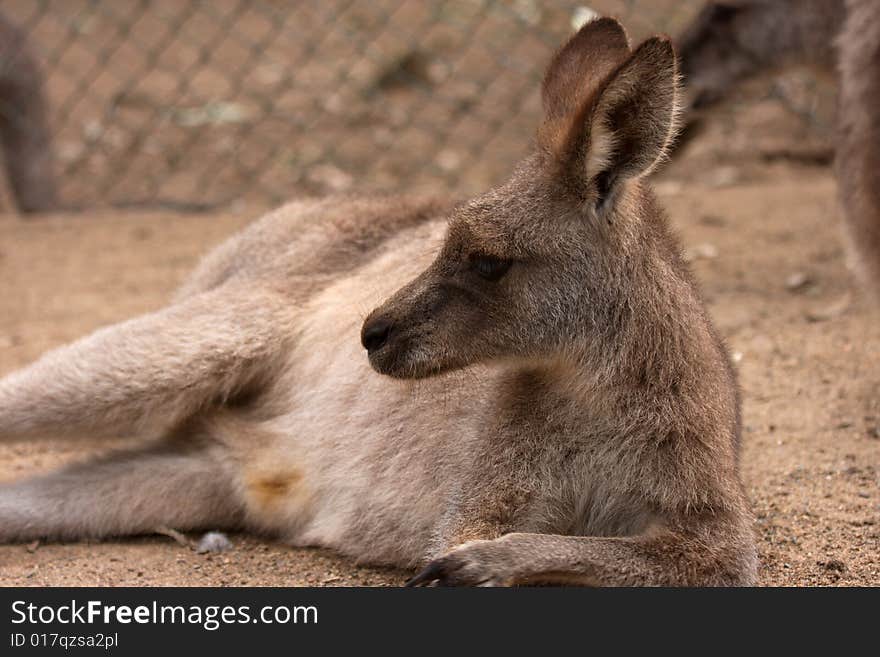 Lazy kangaroo