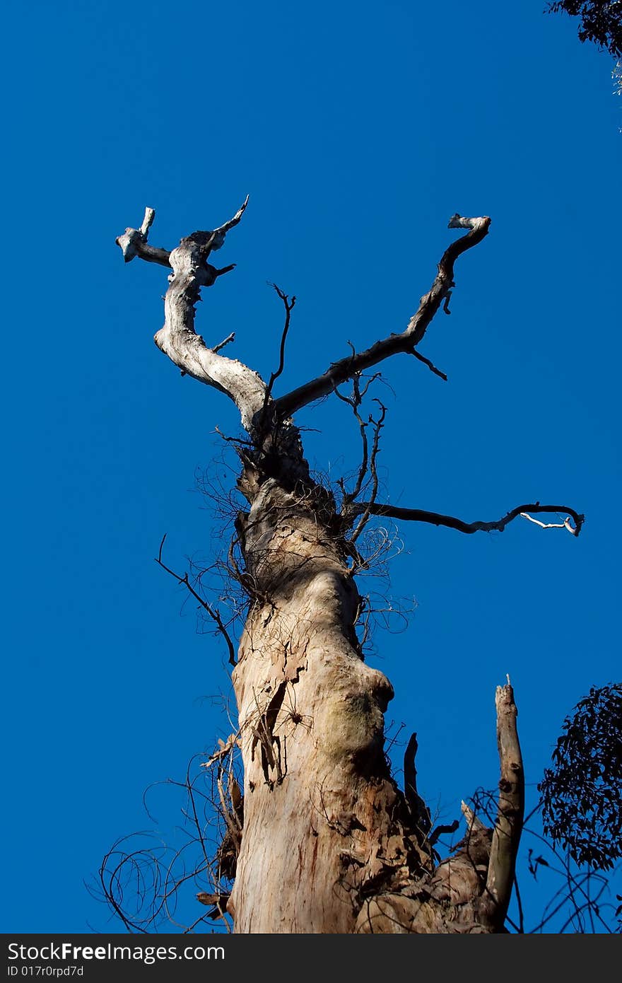 Dead tree on the clear blue sky