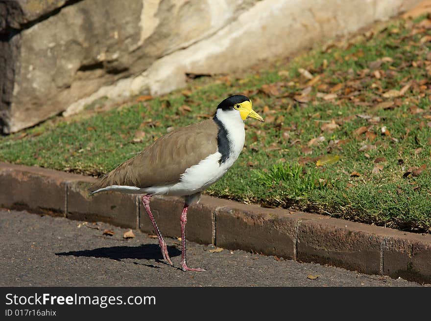 Close-up of Masked Lapwing bird in the botanic garden. Close-up of Masked Lapwing bird in the botanic garden