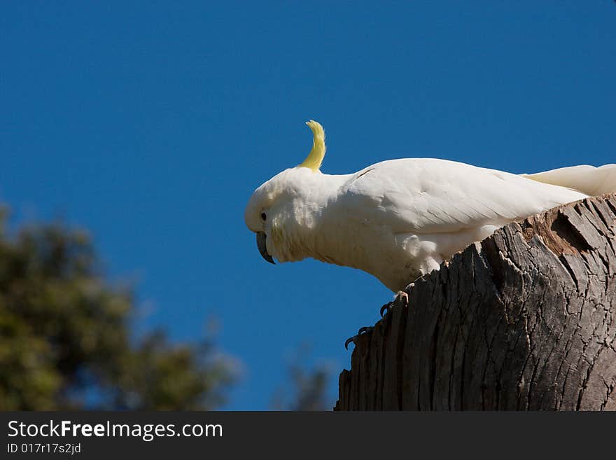 Sulphur-crested Cockatoo