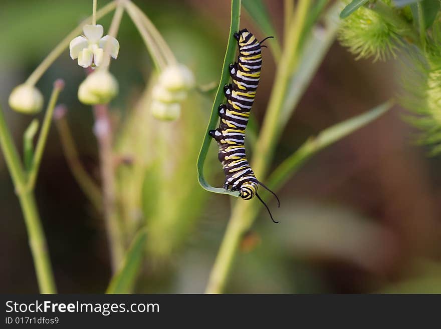 Caterpillar