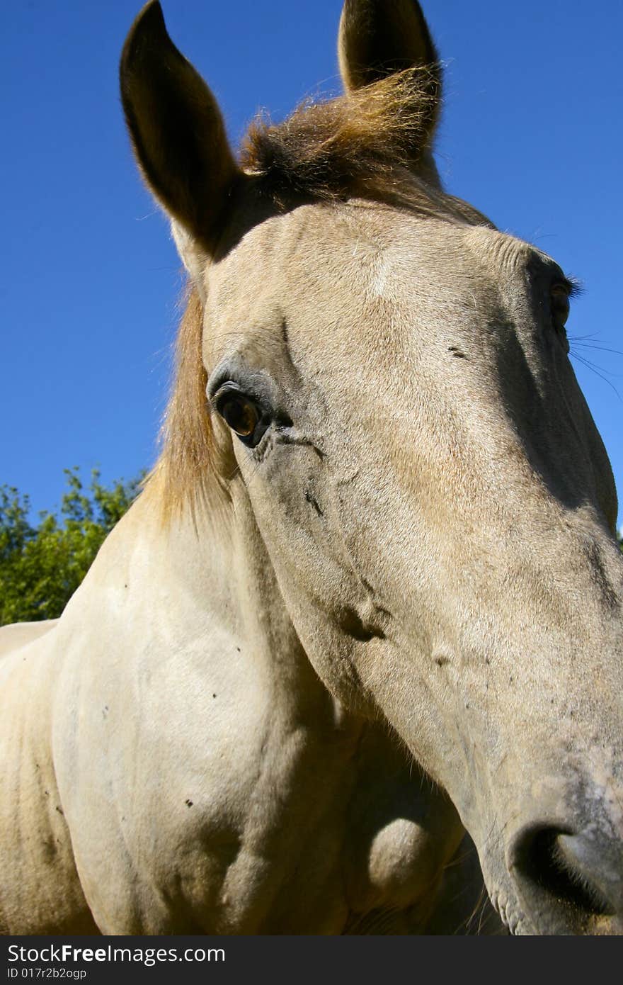 Close up of Quarter Horse looking directly into the camera.