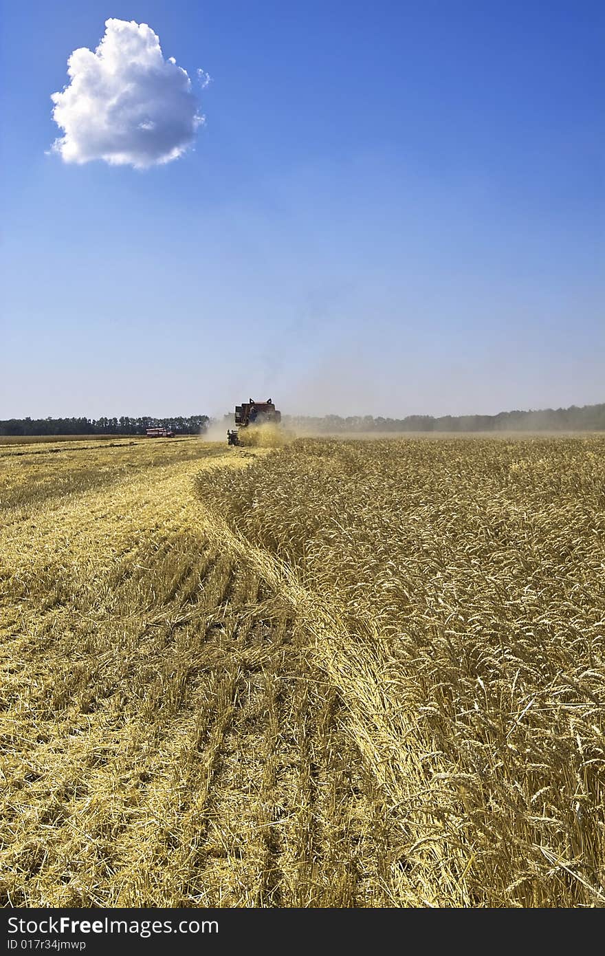 Harvest of wheat. Shipment, loading, Combine unloads grain in the lorry