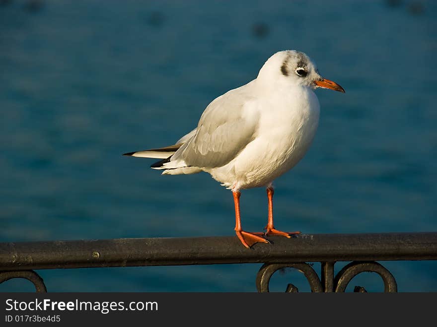 Seagull