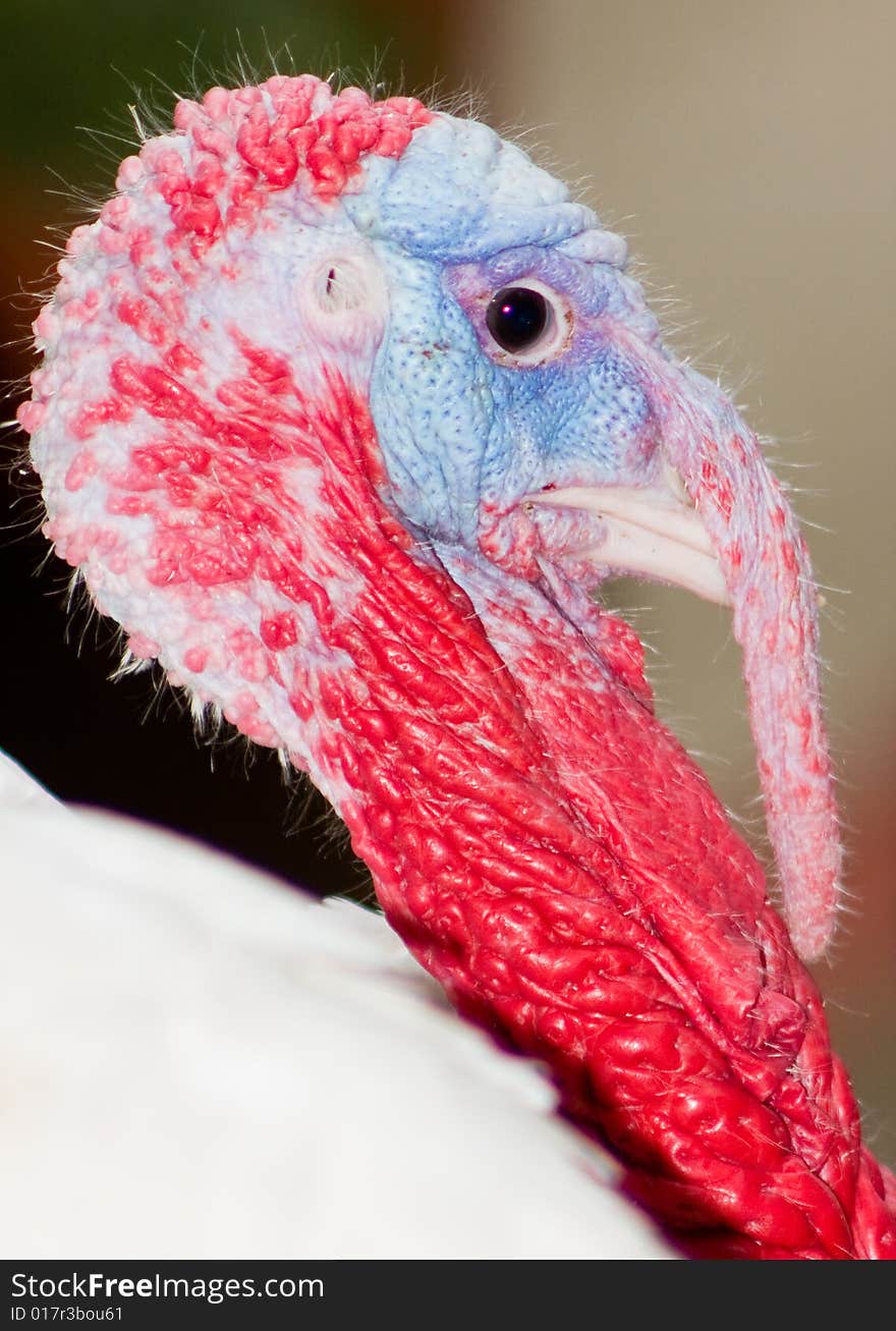 Turkey with blue around eye and red neck