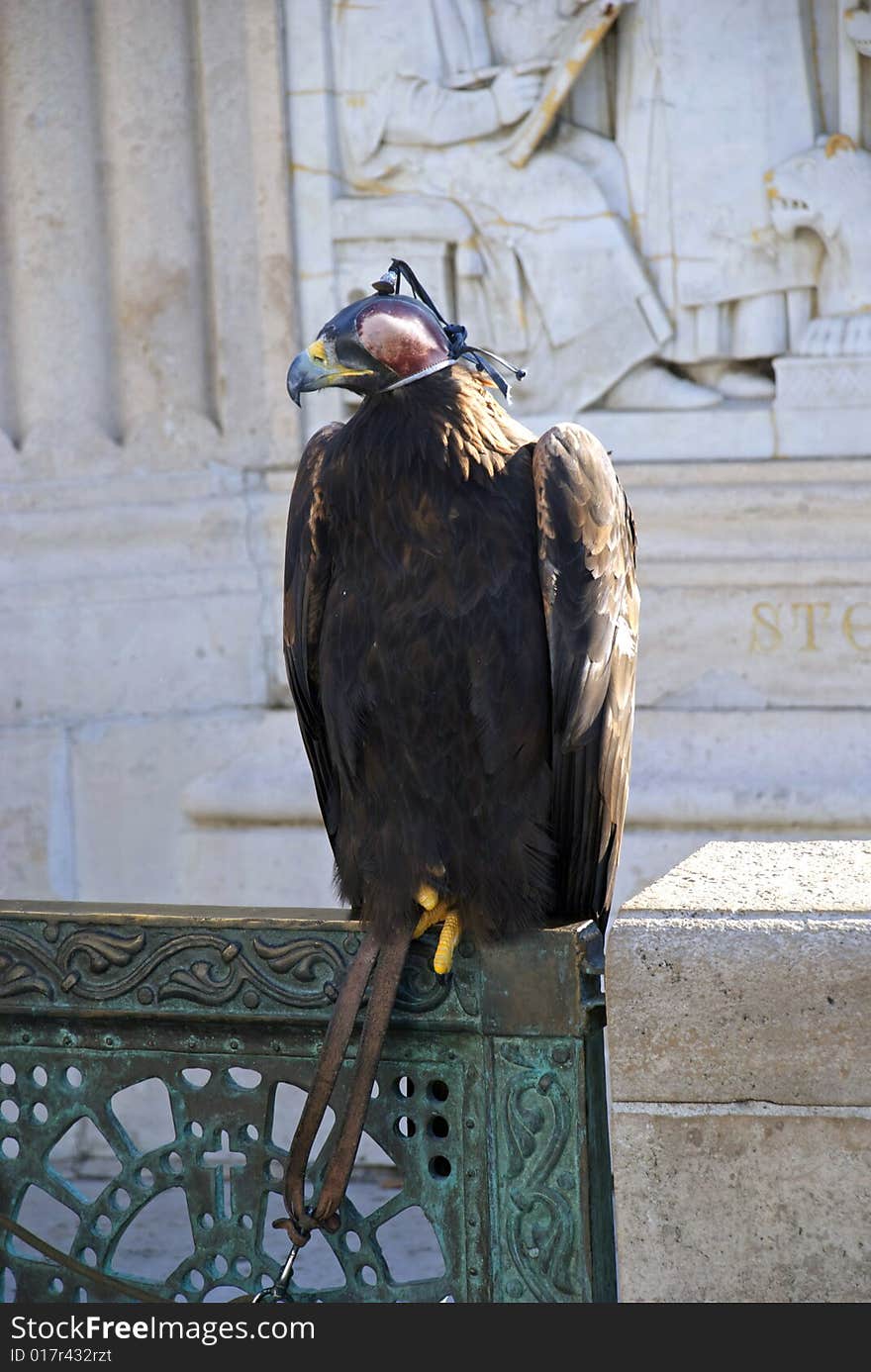 Falcon in the street of city. Falcon in the street of city