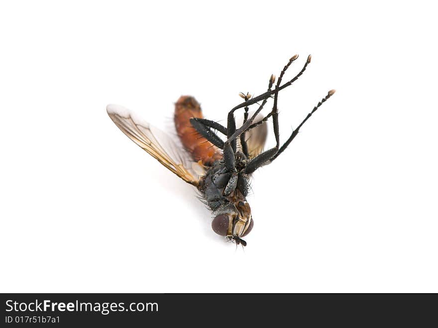 Dead fly against white background