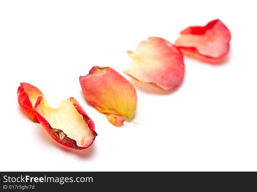 Four red and yellow rose petals on white background