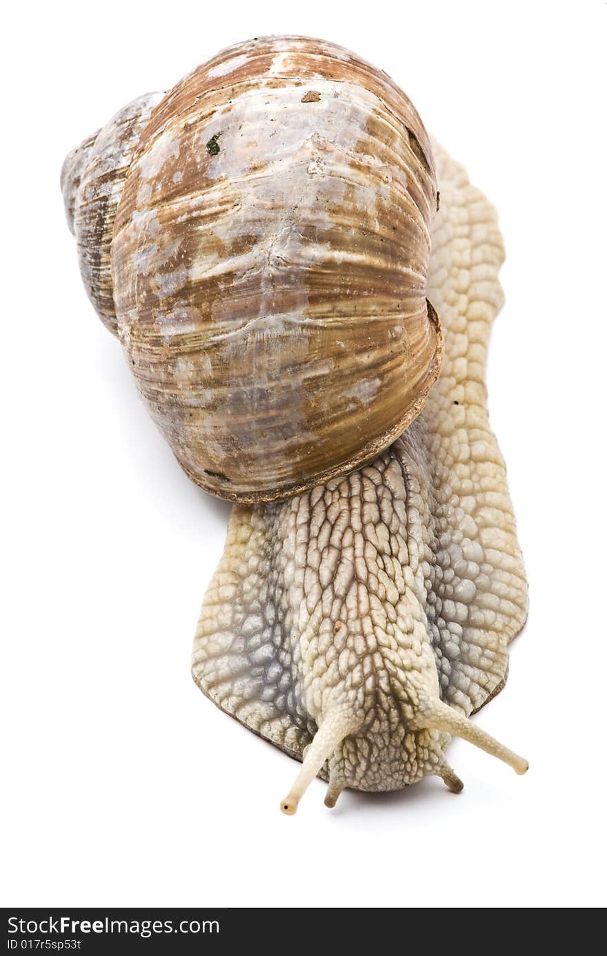 Little garden snail on white background. Little garden snail on white background