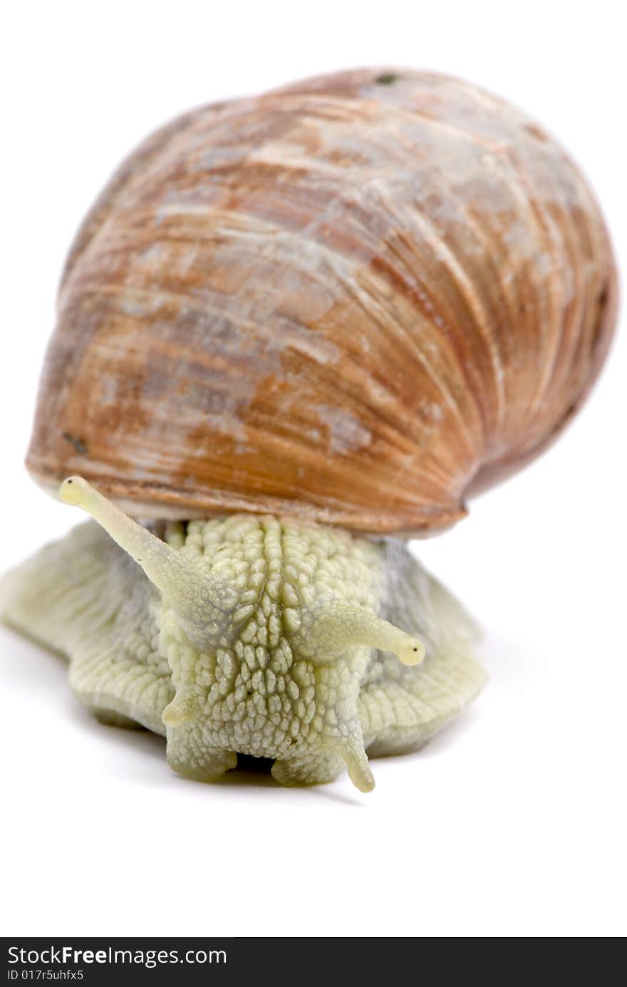 Little garden snail on white background. Little garden snail on white background