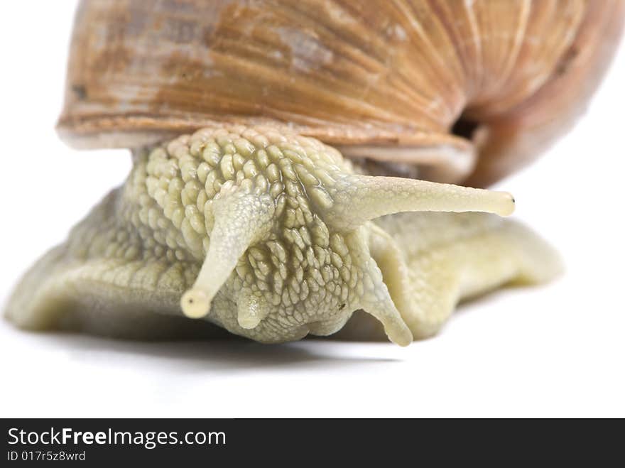 Garden snail detail on white background. Garden snail detail on white background