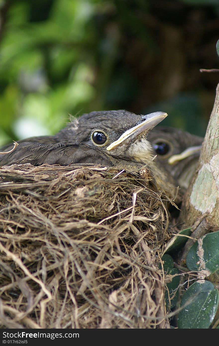 Birds In The Nest