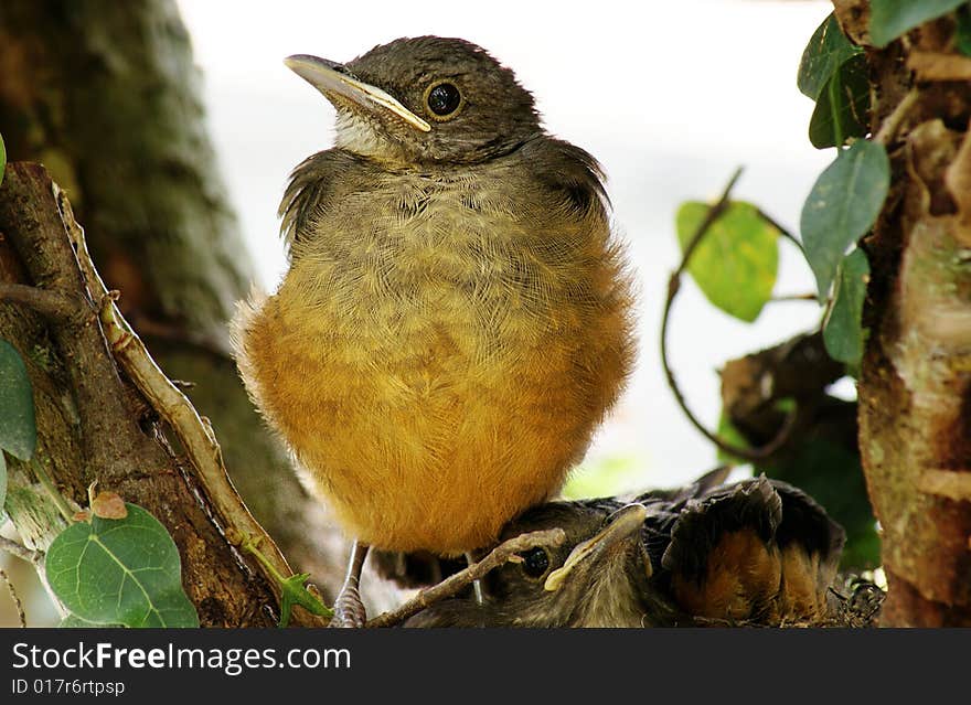 Some chicks are siting on their nest waiting for their mother arrival. Some chicks are siting on their nest waiting for their mother arrival