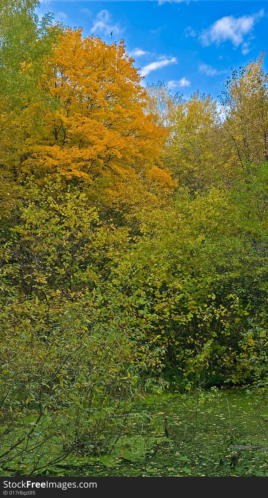 Vivid colors autumn landscape. swamp. Vivid colors autumn landscape. swamp