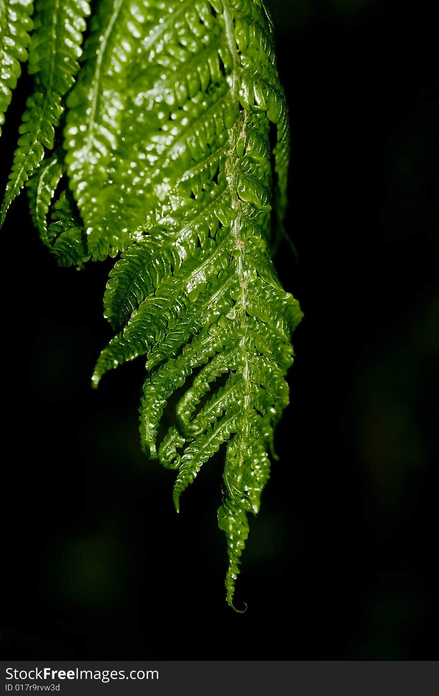 Foliage