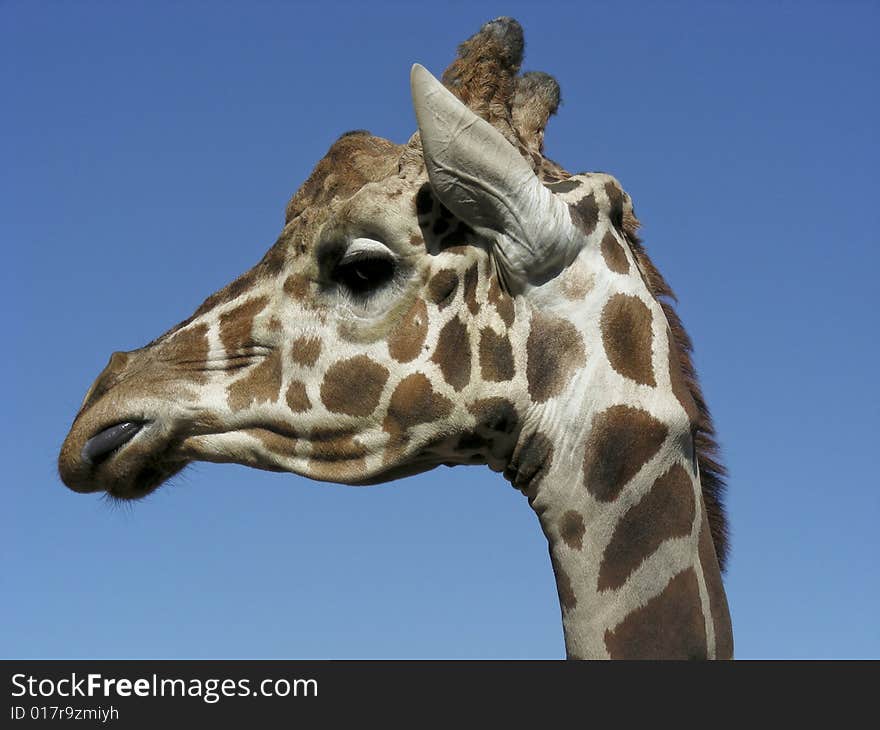 A giraffe licking his lips and looking pleased with himself.