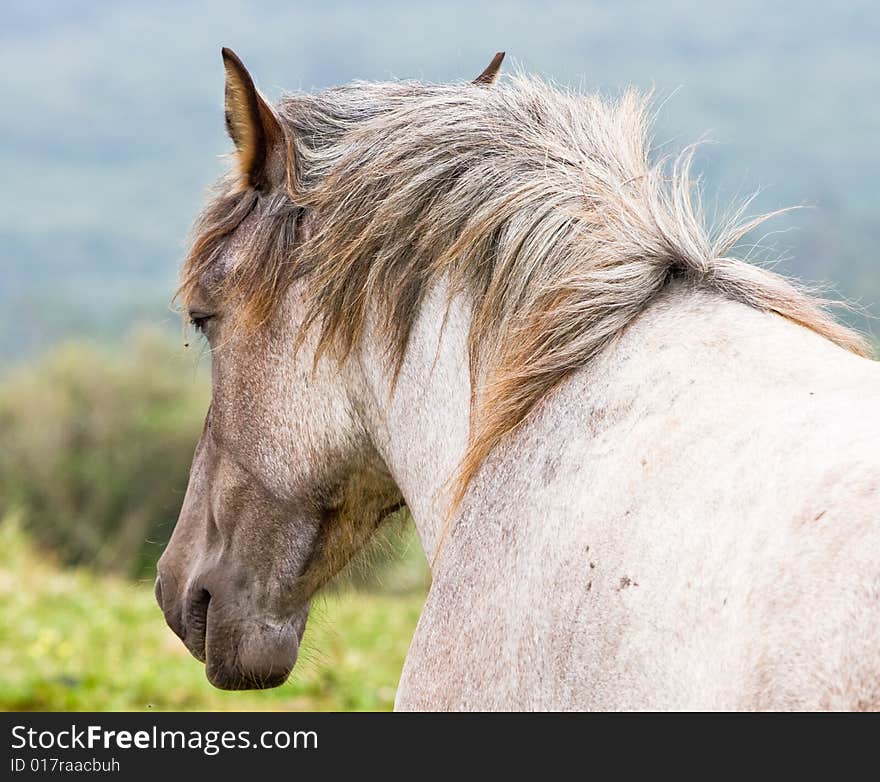 White Horse