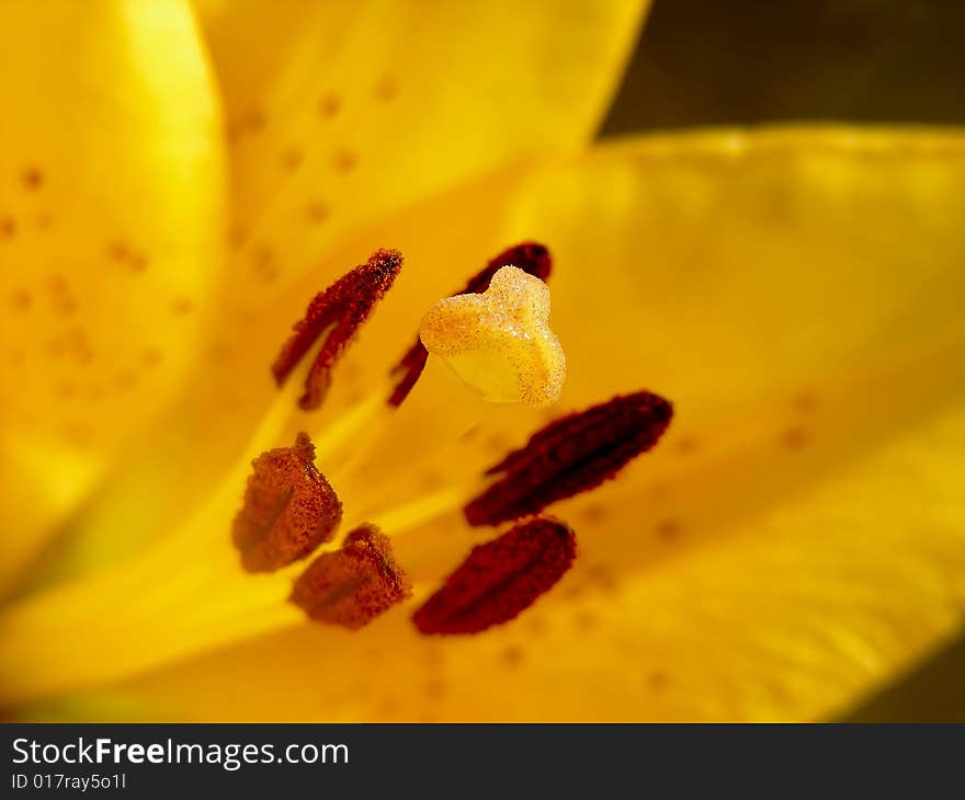 Orange Lily