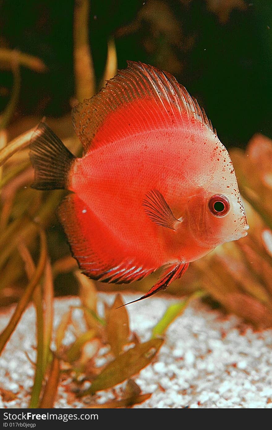 Discusfish White Face