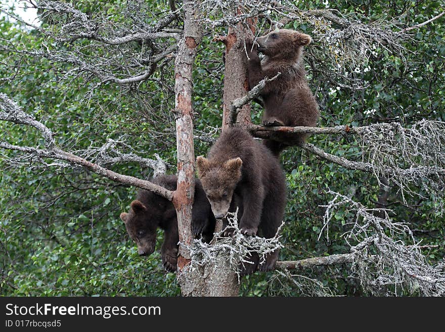 3 Grizzly cubs in Tree, Katmai National Park, Alaska. 3 Grizzly cubs in Tree, Katmai National Park, Alaska