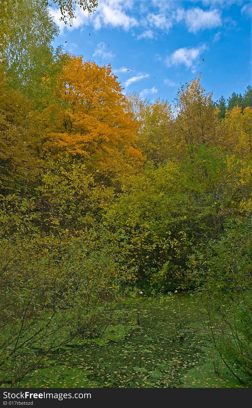 Autumn landscape with blue sky, trees and swamp. Autumn landscape with blue sky, trees and swamp.