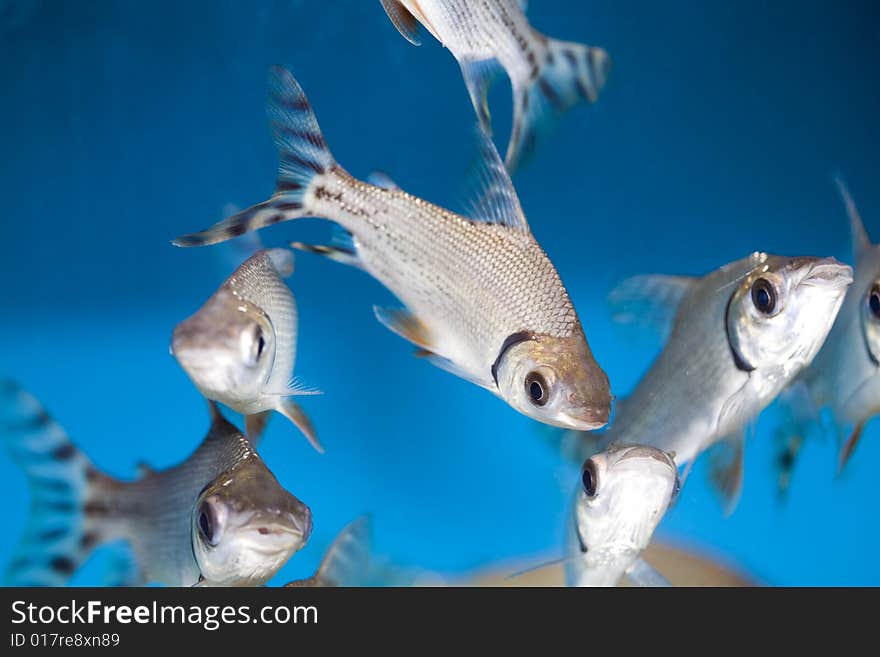 Close up colorful tropical fish in a aquarium. Close up colorful tropical fish in a aquarium