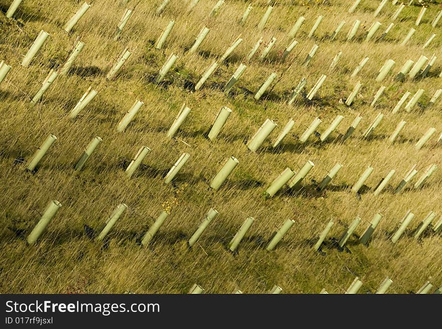 A field of young tress. A field of young tress