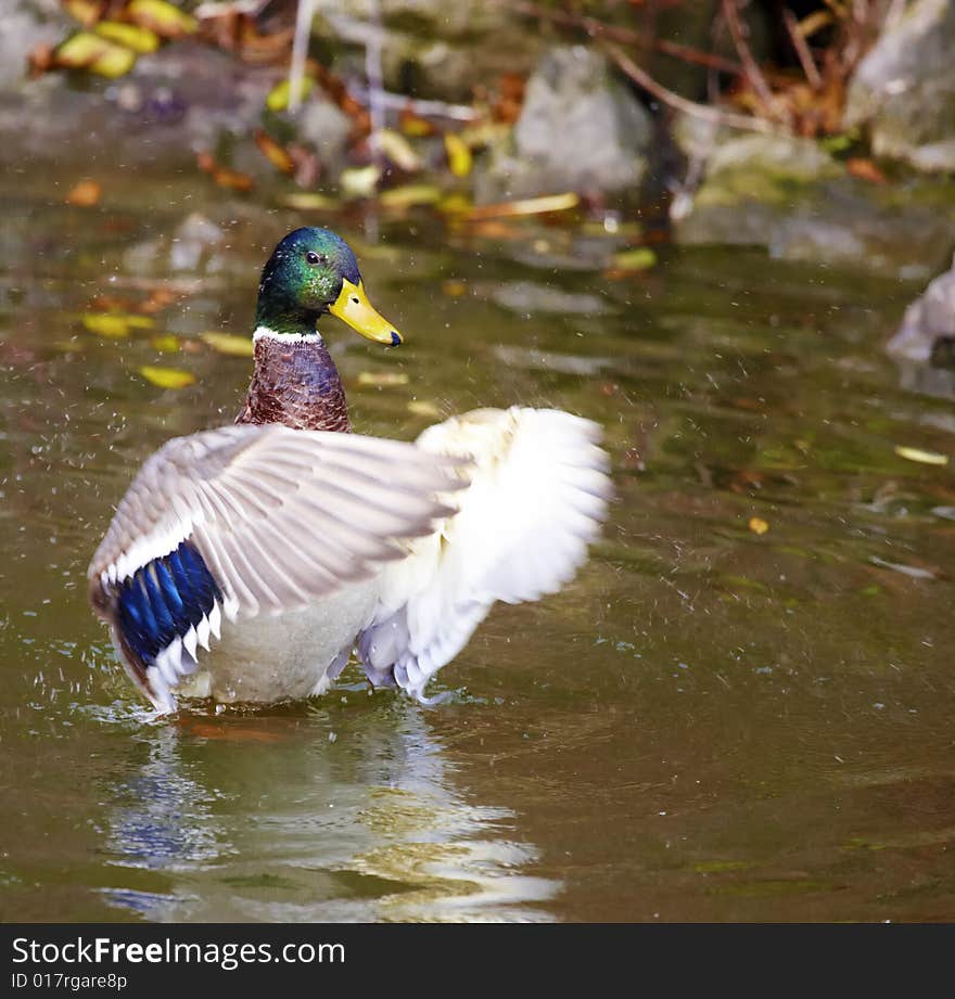 Mallard in the pond