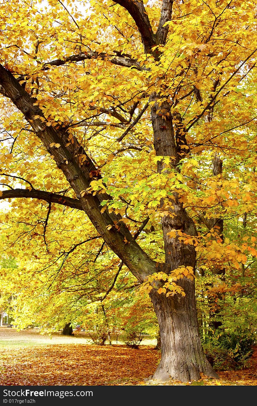 Photograph of a mighty Oak. Photograph of a mighty Oak