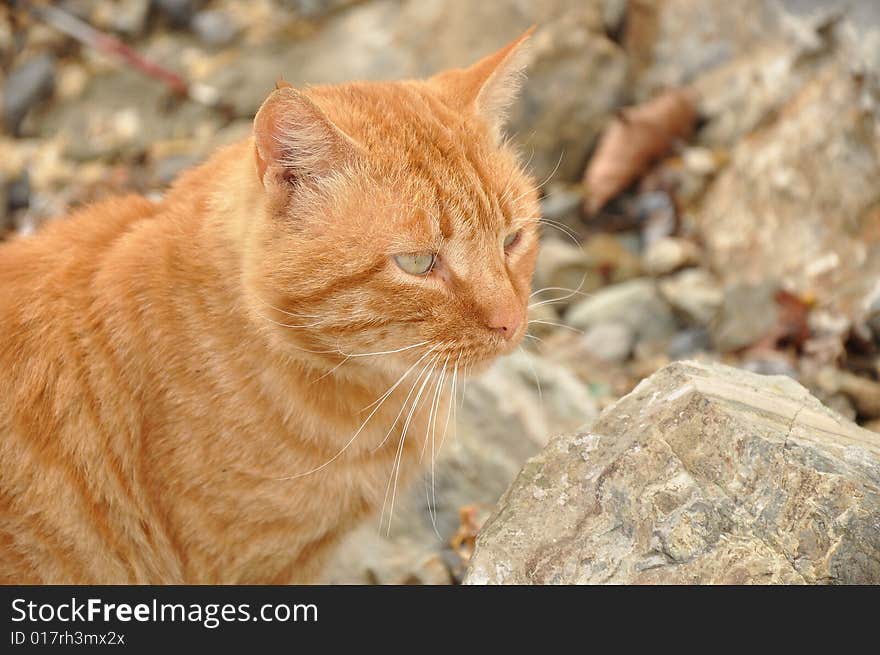 Wild cat on rock near sea