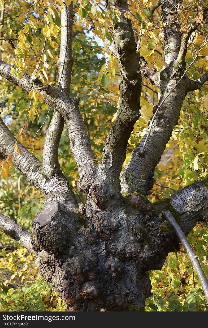 Photograph of a mighty Oak. Photograph of a mighty Oak