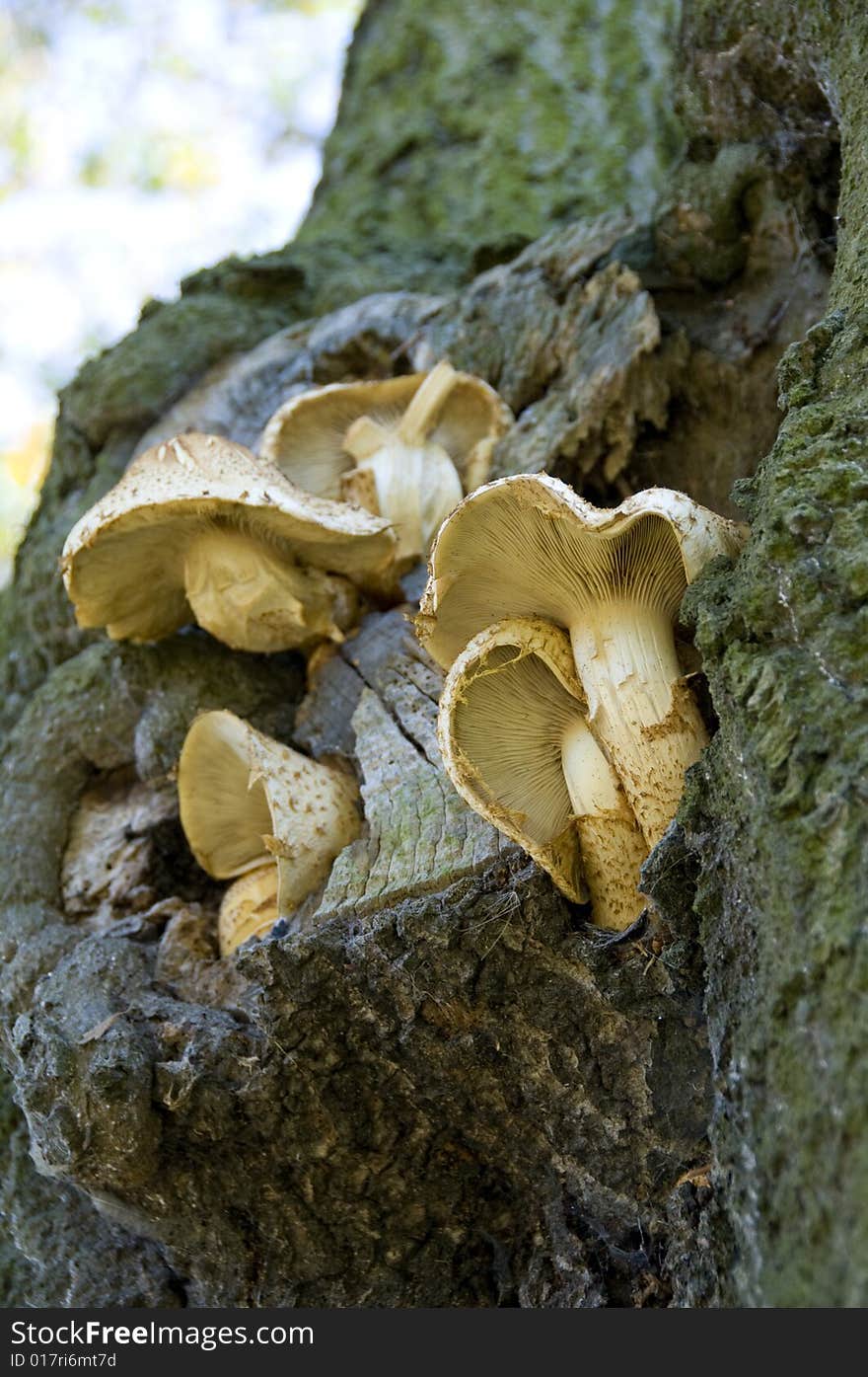 White mushrooms growing and a tree trunk. White mushrooms growing and a tree trunk