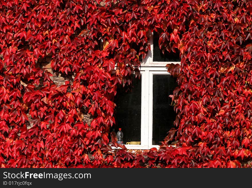 Red leaves,Fall, Brugge, Belgium. Red leaves,Fall, Brugge, Belgium