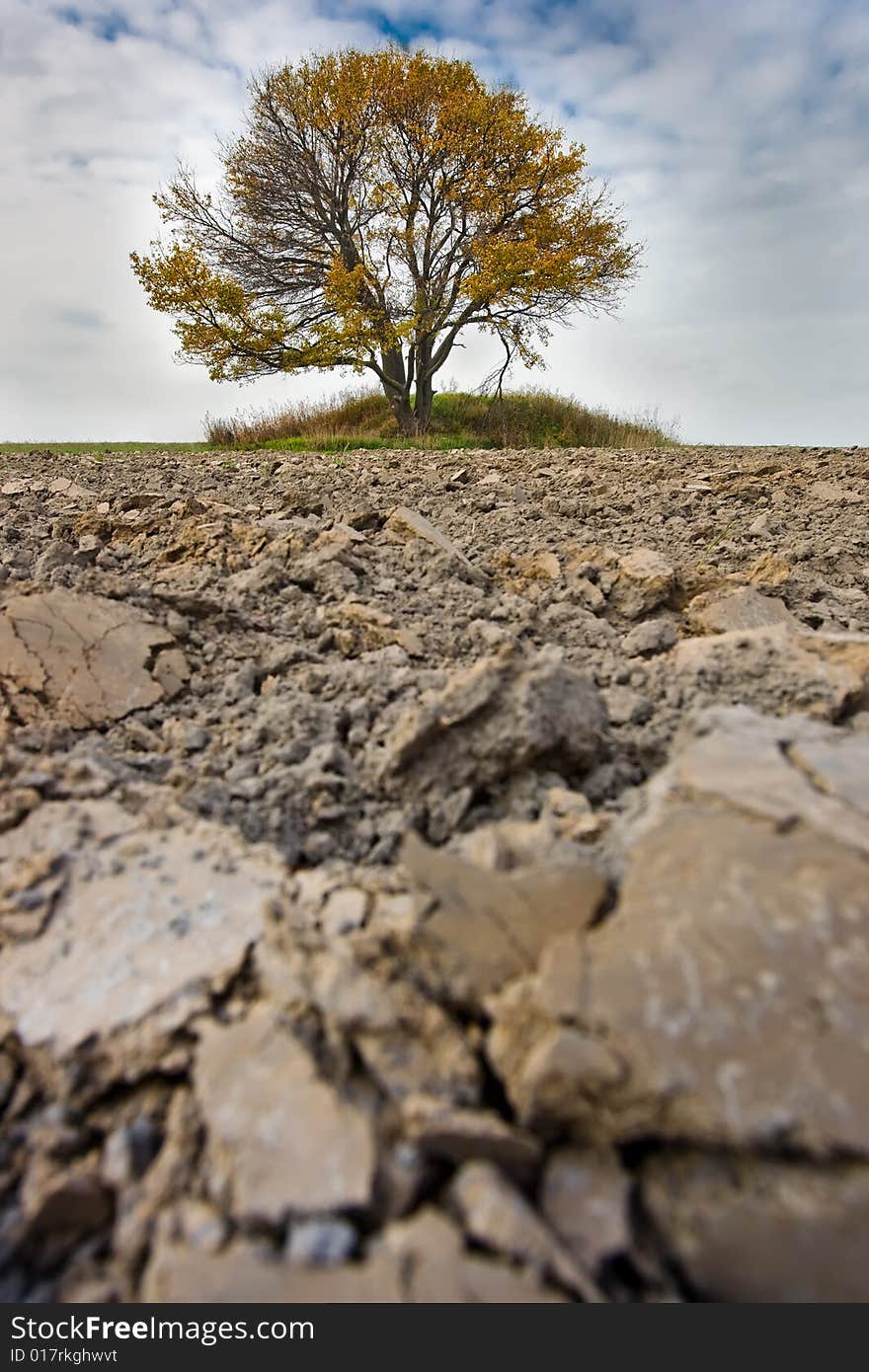 Lonely fall tree in the middle of the field