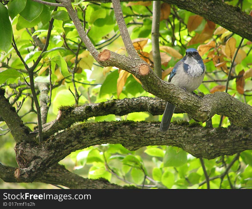 BlueBird in Tree