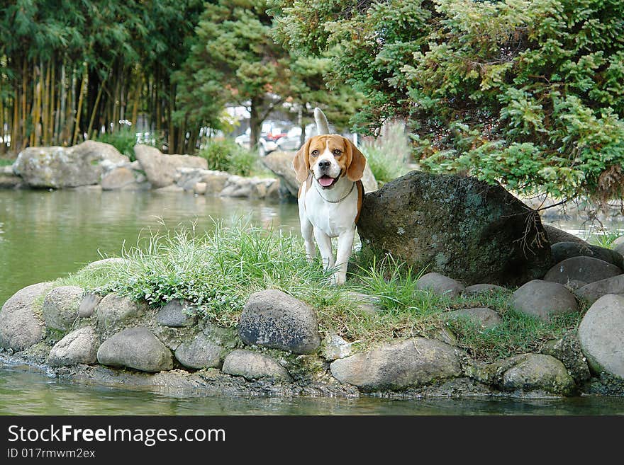 Pure breed beagle dog standing at a lake. Pure breed beagle dog standing at a lake