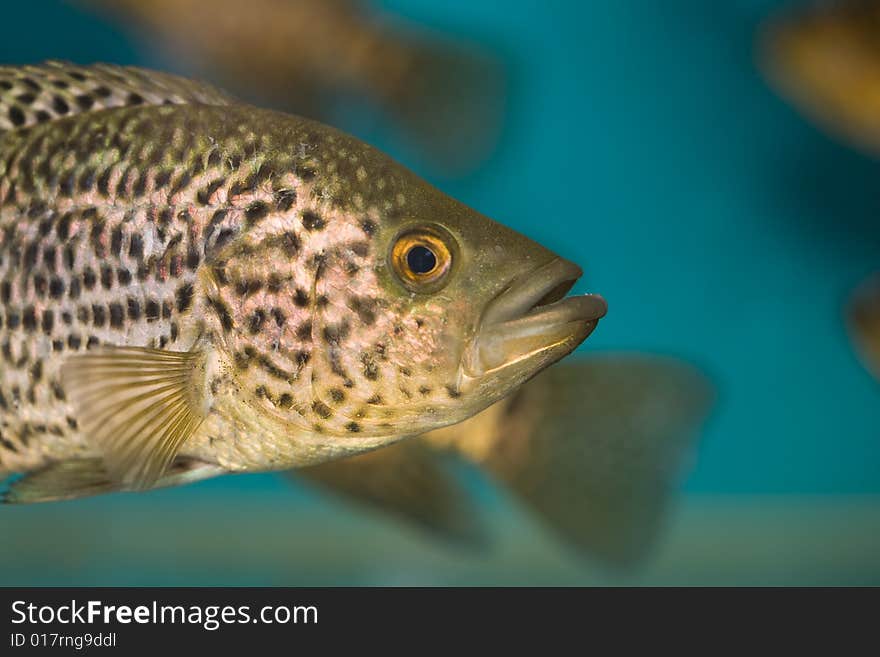 Close up colorful tropical fish in a aquarium. Close up colorful tropical fish in a aquarium