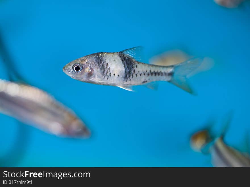 Close up colorful tropical fish in a aquarium. Close up colorful tropical fish in a aquarium