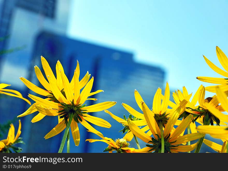 Yellow Flowers